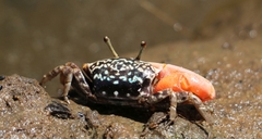 Paraleptuca chlorophthalmus