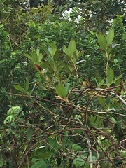 Coprosma robusta