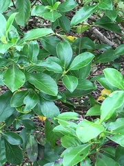 Coprosma robusta