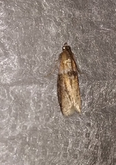 Sciota fumella