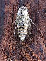 Cicada cretensis