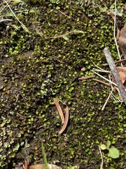 Fissidens bushii