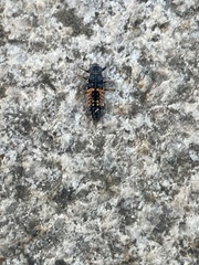 Harmonia axyridis