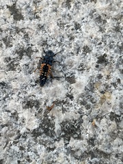 Harmonia axyridis