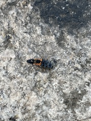 Harmonia axyridis