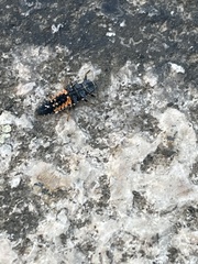 Harmonia axyridis
