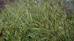 Euclea linearis
