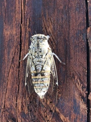 Cicada cretensis