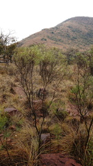 Euclea linearis
