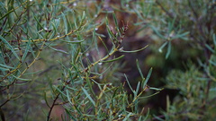 Euclea linearis