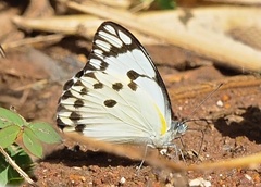 Belenois calypso