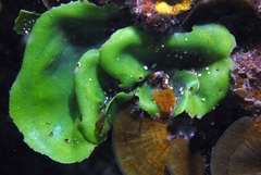 Dictyosphaeria sericea