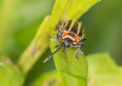 Disonycha pensylvanica