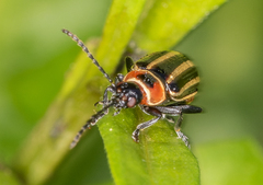 Disonycha pensylvanica