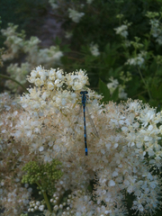 Coenagrion mercuriale