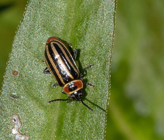 Disonycha pensylvanica