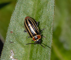 Disonycha pensylvanica