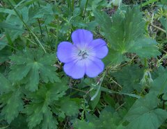 Geranium wallichianum