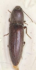Melanotus gradatus