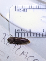 Melanotus gradatus