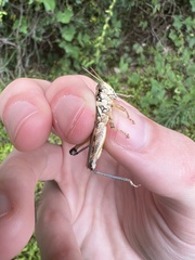 Melanoplus bispinosus