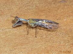 Mantispa aphavexelte