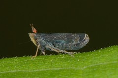 Scaphytopius frontalis