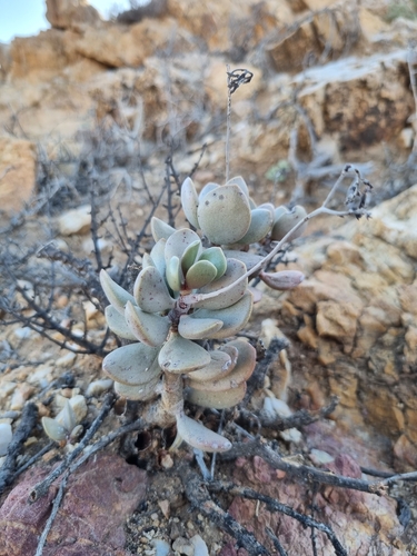 Adromischus montium-klinghardtii