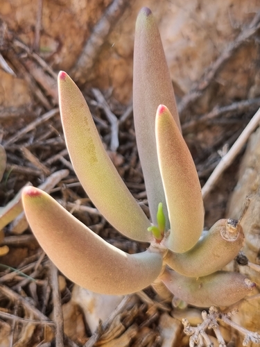 Crassula garibina subsp. garibina image