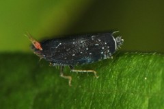 Scaphytopius frontalis