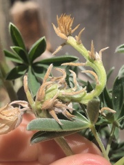 Colletotrichum lupini