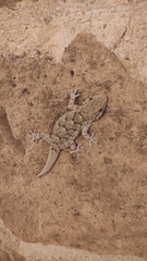 Tarentola mauritanica