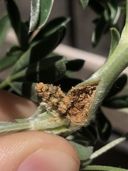 Colletotrichum lupini