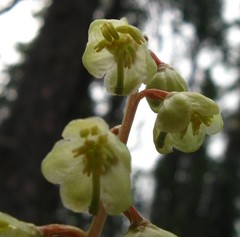 Pyrola grandiflora
