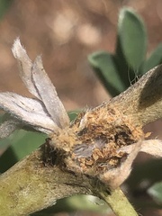 Colletotrichum lupini