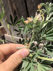 Colletotrichum lupini