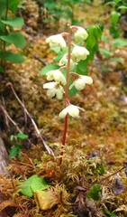 Pyrola grandiflora