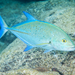 Bluefin Trevally - Photo (c) David R, some rights reserved (CC BY-NC), uploaded by David R