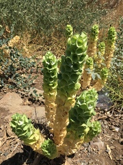 Moluccella laevis