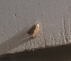 Tegostoma baphialis
