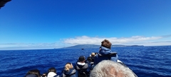 Physeter macrocephalus
