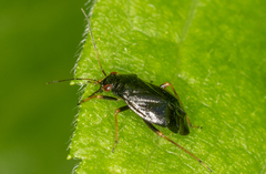 Slaterocoris