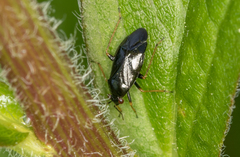 Slaterocoris