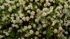 Pimelea prostrata
