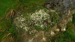 Pimelea prostrata