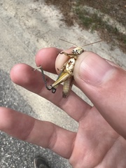 Melanoplus bispinosus