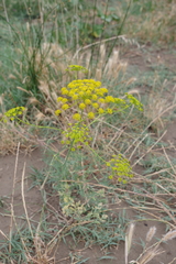 Ridolfia segetum