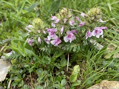 Pedicularis verticillata
