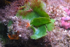Dictyosphaeria sericea