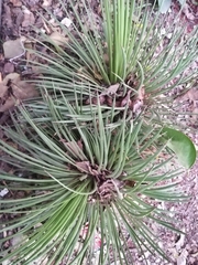 Agave stricta